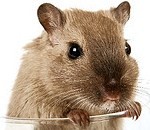 Concept photo of a pet rodent in a wine glass